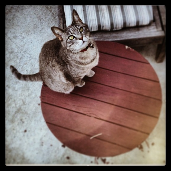 Cute Clothes that support Cute Cats! - Picture 6 of 8